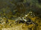 Free Crab On The Rock Stock Photography - 5019952