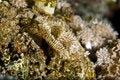 Free Feather Duster Worm (sabellastarte Indica) Royalty Free Stock Photo - 5020745