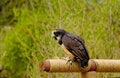 Free Spectacled Owl Royalty Free Stock Photo - 5023095