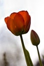 Free Two Red Tulips With Shallow Depth Of Field Stock Photography - 5029822