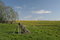 Free Dandelion Field Stock Photo - 5020270