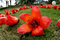 Free Kapok Flowers With Grass Background Stock Photography - 5021832