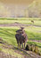 Free Brood Buck Royalty Free Stock Photos - 5024078