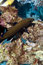Free Peacock Grouper (cephalopholis Argus) Royalty Free Stock Photo - 5024425