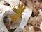 Free Deer Skull And Maple Sapling Royalty Free Stock Photo - 5025955