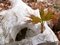 Free Deer Skull And Maple Sapling Royalty Free Stock Image - 5026016