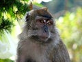 Free Monkey In Jungle Stock Photos - 5035173