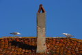 Free Gulls On A Roof Royalty Free Stock Photo - 5036255