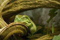 Free Fat Lady Frog Stock Image - 5036631