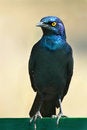Free Glossy Starling Royalty Free Stock Image - 5036706