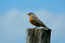 Free Redbrested Robin On A Fence Post Stock Image - 5039581