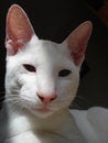 Free Calm Cat Royalty Free Stock Images - 5040379