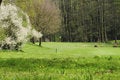 Free Golfing Royalty Free Stock Image - 5042996