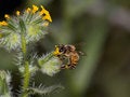 Free Sweet Sprint Nectar Royalty Free Stock Photos - 5043278
