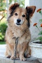 Free Little House-dog On Duty Royalty Free Stock Photo - 5043685
