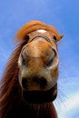 Free Horse Face Royalty Free Stock Photo - 5048385