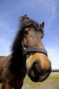 Free Horse Face Stock Images - 5048404