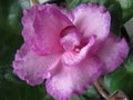 Free Rooming Rosy Flower Stock Image - 5048641