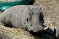 Free Warthog Royalty Free Stock Photos - 5049868