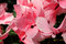 Free Cyclamen Flowers In Close-Up View Stock Photos - 5040963