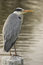 Free Grey Heron Stock Images - 5043574
