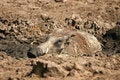 Free Male Warthog In The Mud Stock Photos - 5054083