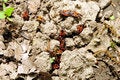 Free Bugs Royalty Free Stock Photography - 5054877