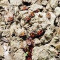 Free Bugs Stock Image - 5054891