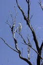 Free Heron Stock Images - 5055854