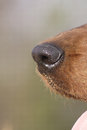 Free Dog Nose Royalty Free Stock Photography - 5056687