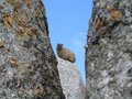 Free Hyrax Stock Image - 5058111