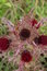 Free Thistle Of Thornwood Royalty Free Stock Photos - 5051098