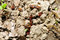 Free Bugs Royalty Free Stock Photography - 5054877