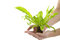 Free Small Plant Stock Photos - 5056413