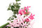 Free Hyacinths Flowers. Stock Image - 5057421
