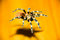 Free Tarantula Spider On Glass An Royalty Free Stock Photography - 5058057