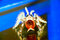 Free Tarantula Spider Ready To St Royalty Free Stock Photos - 5058228