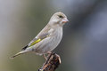 Free Greenfinch (Carduelis Chloris)1 Stock Photography - 5061742