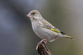 Free Greenfinch (Carduelis Chloris)1 Royalty Free Stock Photo - 5061745
