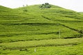 Free Tea Hill Stock Photography - 5068182