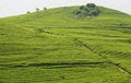 Free Green Tea Hill Royalty Free Stock Photos - 5068218