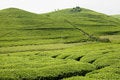 Free Tea Hill Stock Images - 5068294