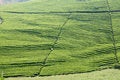Free The Lumpy Tea Fields Stock Photos - 5068533