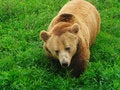 Free Bear In Bushes Stock Photography - 5069712