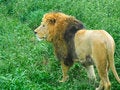 Free Lion In Bushes Stock Images - 5069734