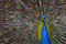 Free Peafowl Stock Image - 5069461