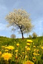 Free Blooming Cherry Stock Photo - 5070550