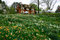 Free The Daffodil Blooming In Spring Stock Photography - 5072272