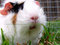 Free Guinea Pig Stare Royalty Free Stock Photography - 5073987