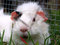 Free Guinea Pig Smile Royalty Free Stock Photos - 5073998